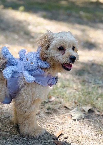 Peluş Tavşanlı Tasma - Görsel 3