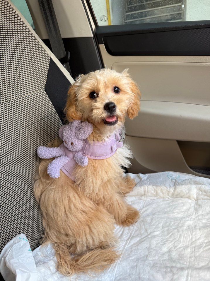 Peluş Tavşanlı Tasma - Görsel 2