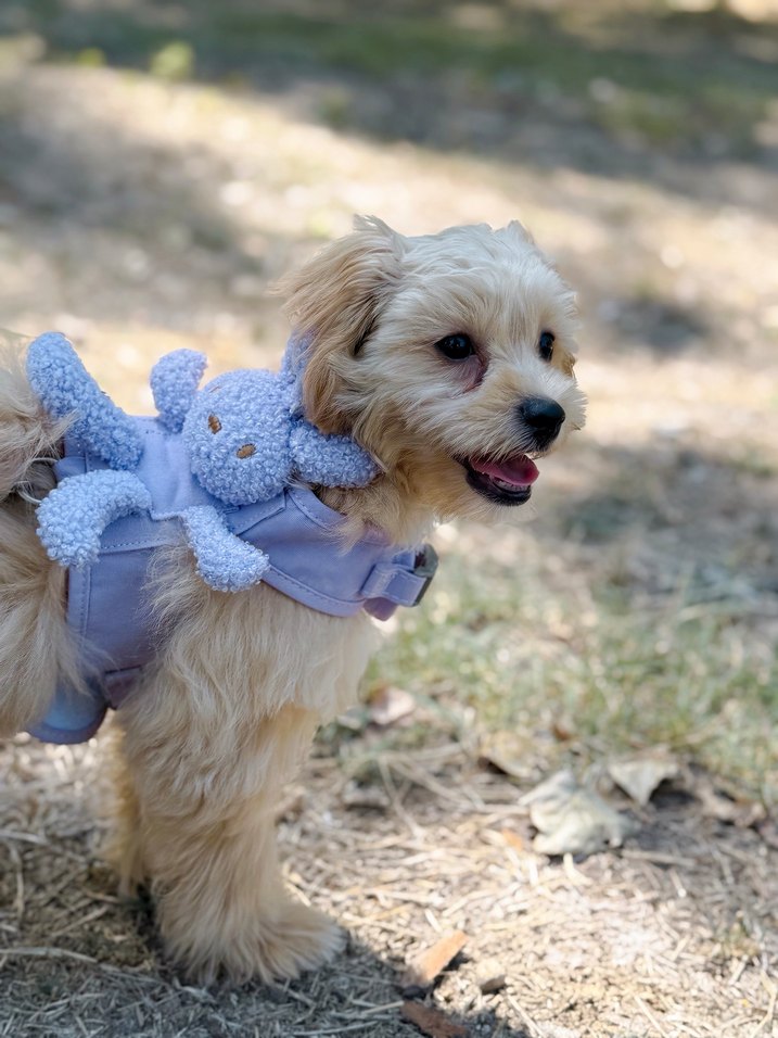 Peluş Tavşanlı Tasma - Görsel 3