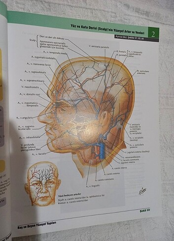  Netter İnsan Anatomisi Atlası 7.Baskı