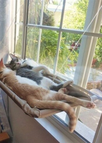 CAMA ASILAN KEDİ YATAĞI

Ürün Ölçüleri - Görsel 4