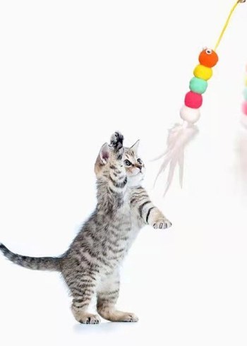 Elastik Yapışkanlı Kedi Oyun Oltası - Görsel 4