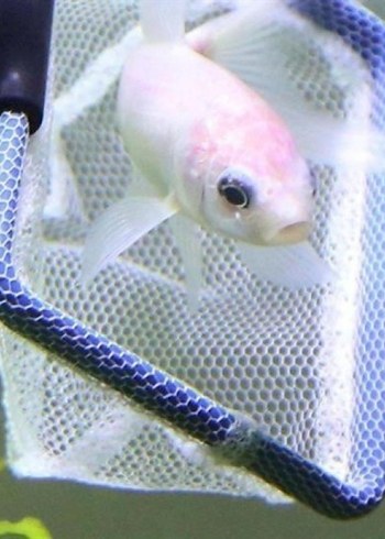 5'i 1 Arada Akvaryum Tankı Temizleme Seti - Görsel 15