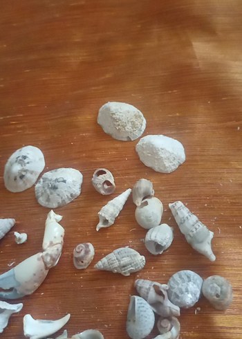 Beyaz Deniz Kabukları ve Deniz Kestanesi - Görsel 3