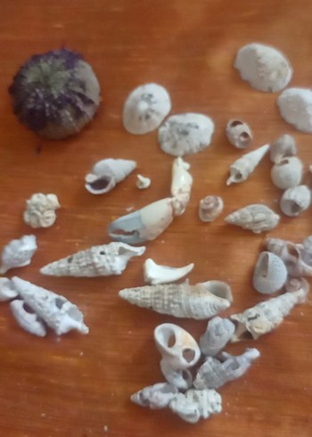 Beyaz Deniz Kabukları ve Deniz Kestanesi - Görsel 2