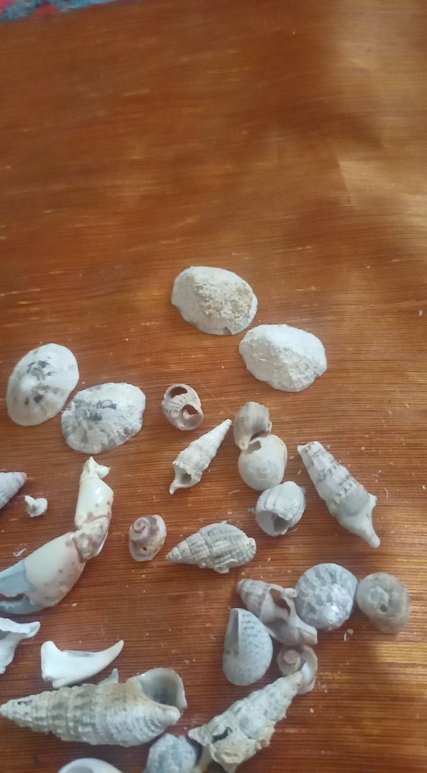 Beyaz Deniz Kabukları ve Deniz Kestanesi - Görsel 3