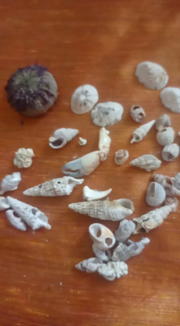 Beyaz Deniz Kabukları ve Deniz Kestanesi - Görsel 2