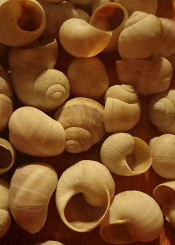 salyangoz kabukları - Görsel 3