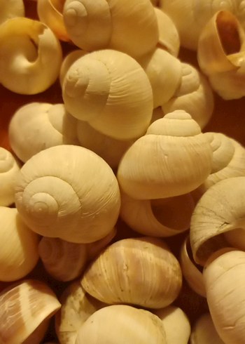 salyangoz kabukları - Görsel 2