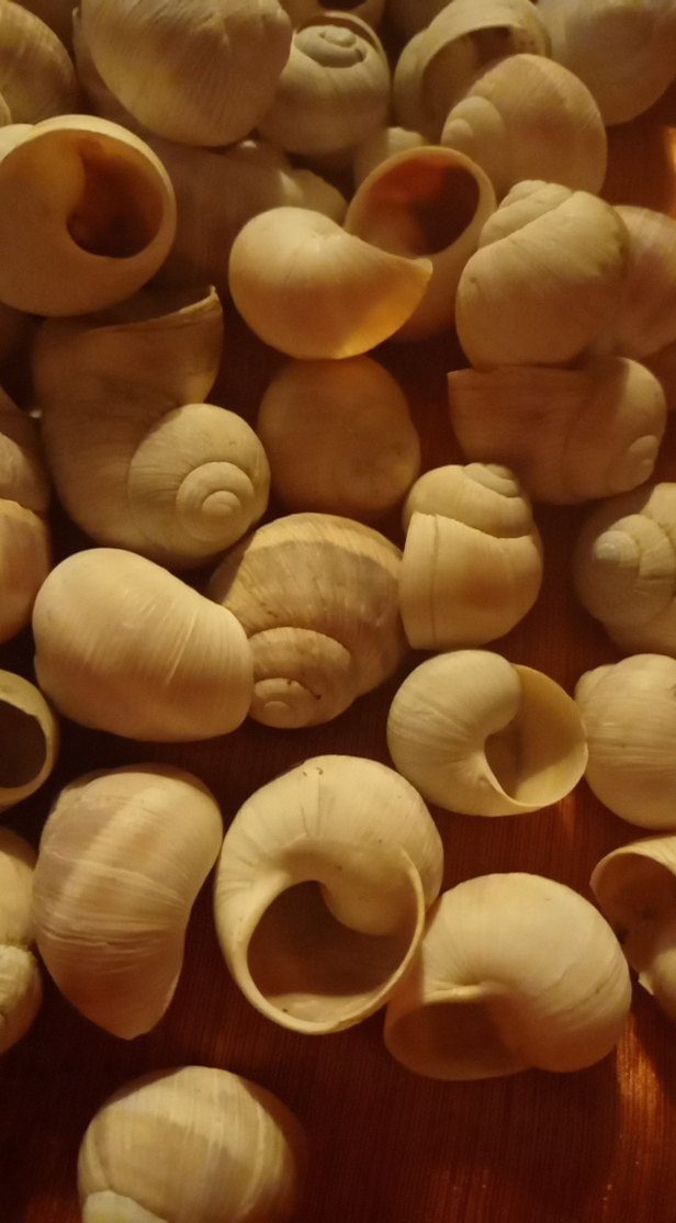 salyangoz kabukları - Görsel 3