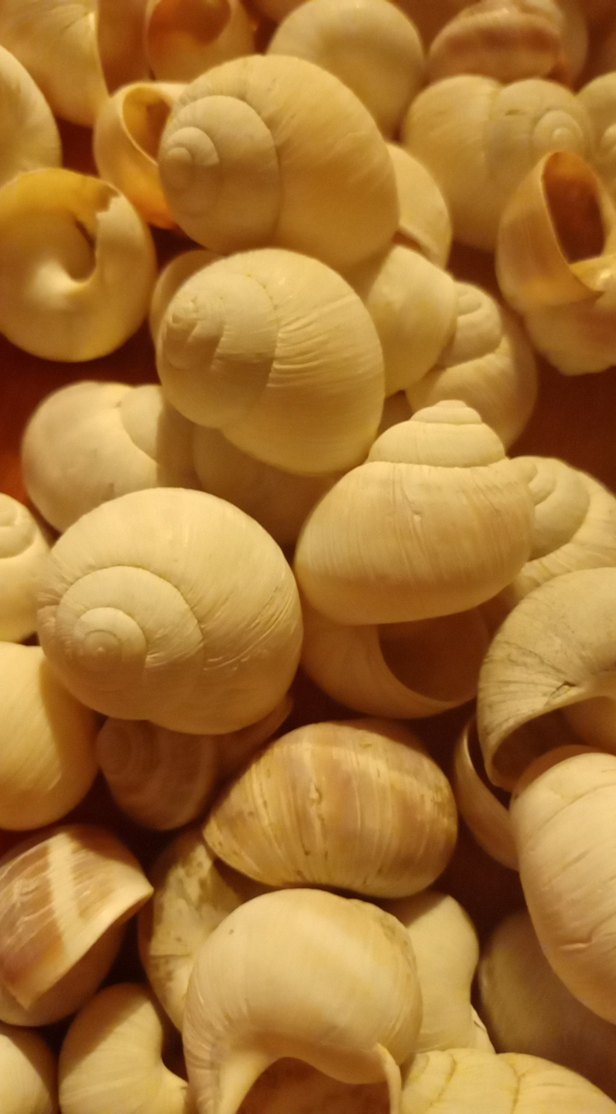 salyangoz kabukları - Görsel 2