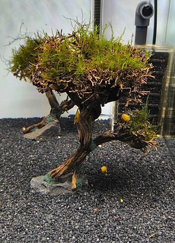 22 cm moss ağacı 