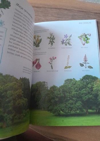 Doğa Yabani Çiçekler Kitabı - Görsel 5