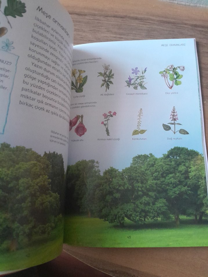 Doğa Yabani Çiçekler Kitabı - Görsel 5