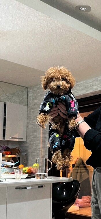  Beden Alphadog küçük ırk köpek montu