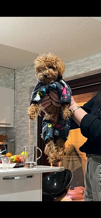  Beden Renk Alphadog küçük ırk köpek montu