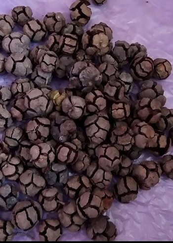 Servi Selvi Kozalak 200 tane