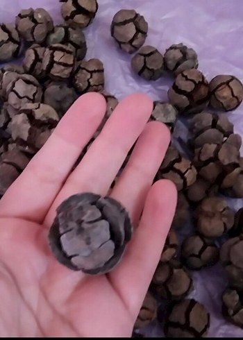 Diğer Servi Selvi Kozalak 200 tane