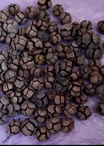  Beden Servi Selvi Kozalak 200 tane