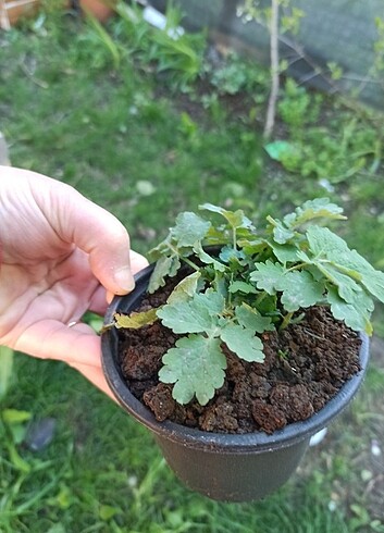 Beden Renk Kırlangıç otu şifa için kullanilir