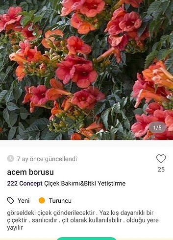 Beden Acem borusu sarmasigi