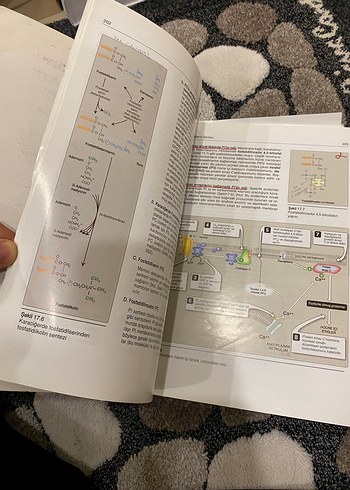 Biyokimya - Görsel 4