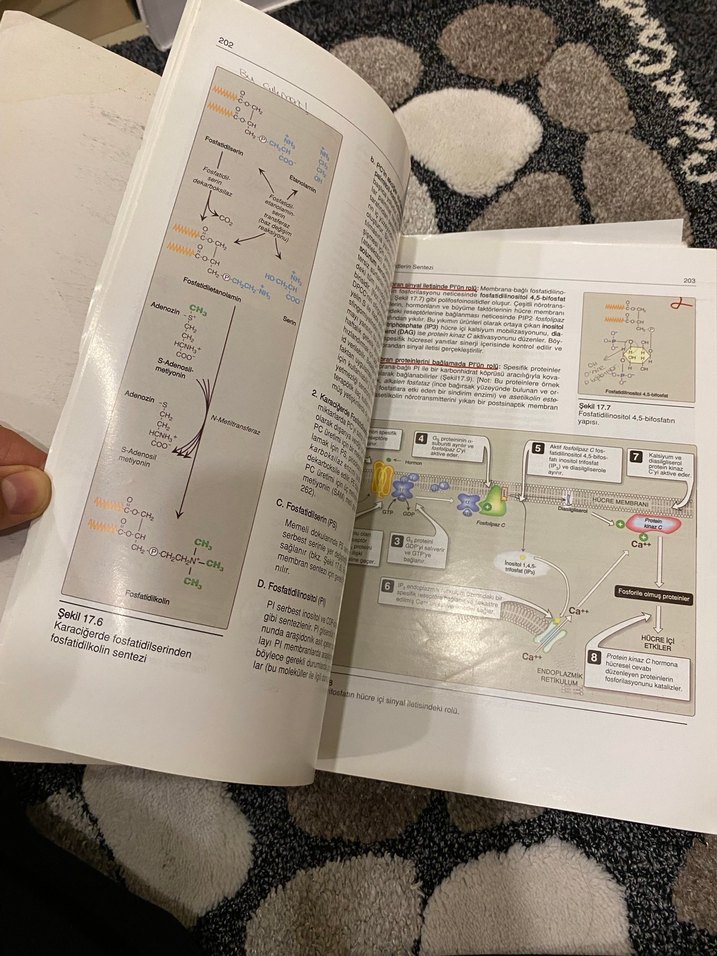 Biyokimya - Görsel 4