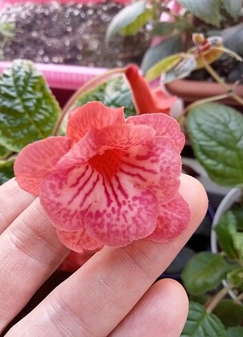 Red spinel 