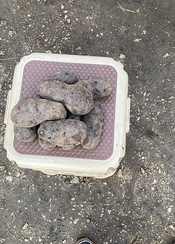 Kırmızı patates