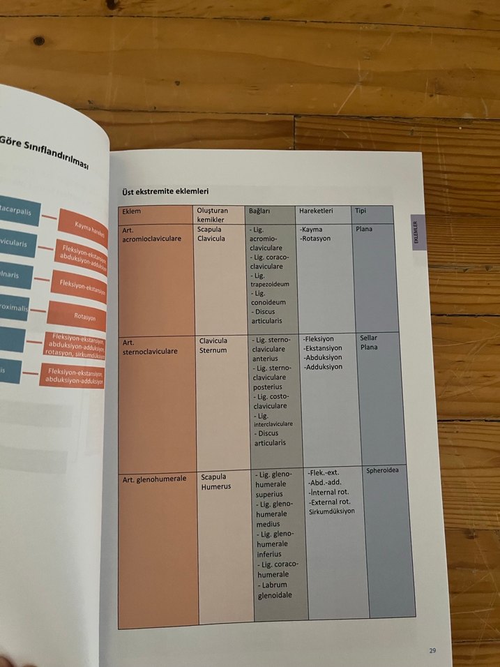 anatomi çalışma kitabı - Görsel 3