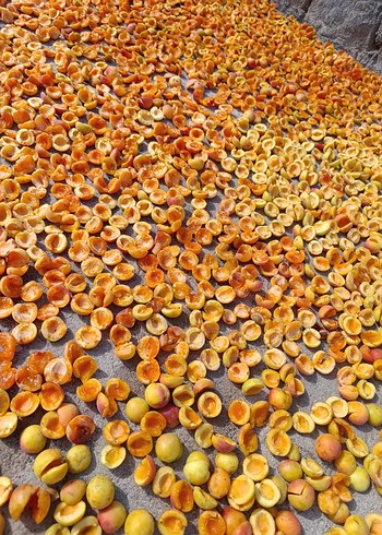 Kurutulmuş Kayısı Taneleri - Görsel 3