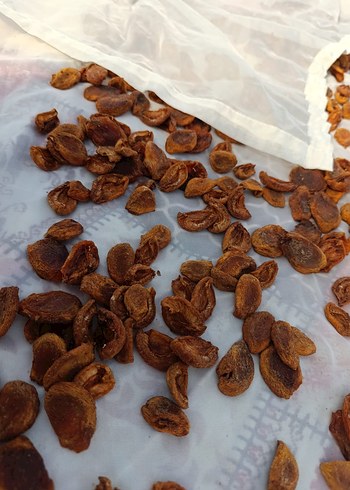 Kurutulmuş Kayısı Taneleri - Görsel 2