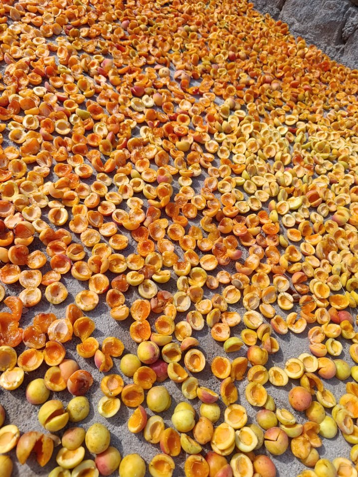 Kurutulmuş Kayısı Taneleri - Görsel 3