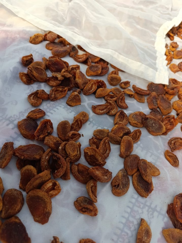 Kurutulmuş Kayısı Taneleri - Görsel 2