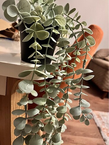 Ikea okaliptüs