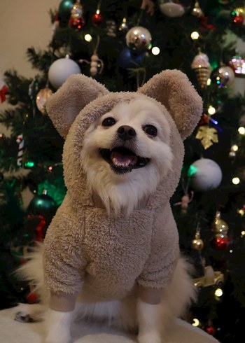 Bej Kürklü Köpek Tulumu - Görsel 2