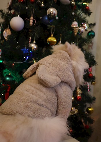 Bej Kürklü Köpek Tulumu - Görsel 7