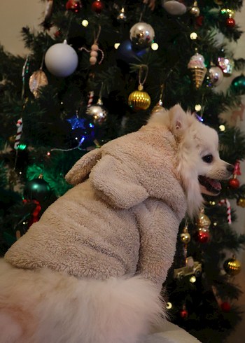 Bej Kürklü Köpek Tulumu - Görsel 6