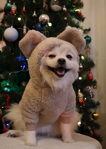 Bej Kürklü Köpek Tulumu - Görsel 4