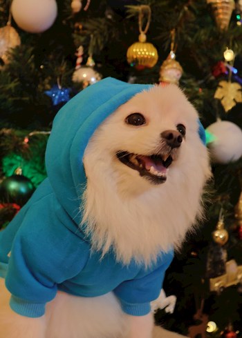 Mavi Kapüşonlu Köpek Kıyafeti - Görsel 5