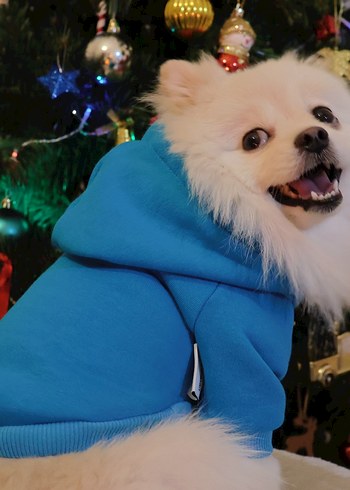 Mavi Kapüşonlu Köpek Kıyafeti - Görsel 3