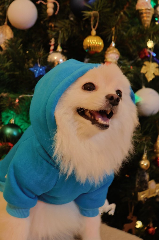 Mavi Kapüşonlu Köpek Kıyafeti - Görsel 5