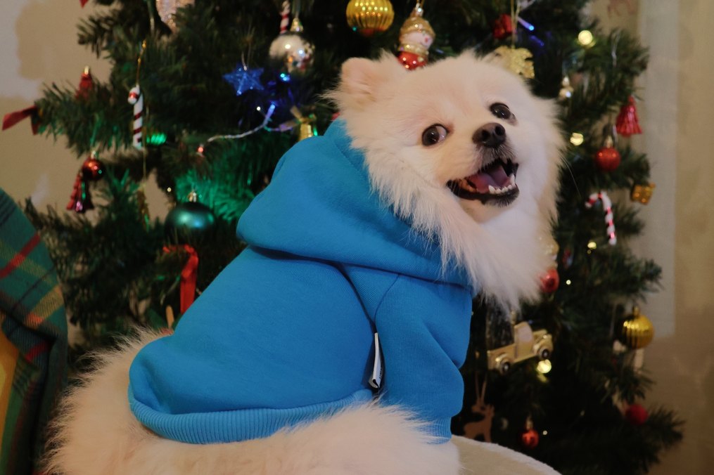 Mavi Kapüşonlu Köpek Kıyafeti - Görsel 3