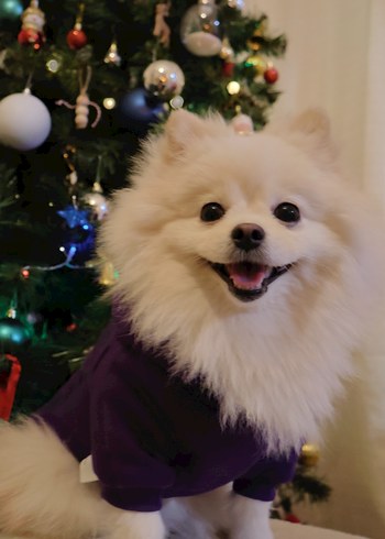 Mor Kapüşonlu Sokak Stili Köpek Kıyafeti - Görsel 3