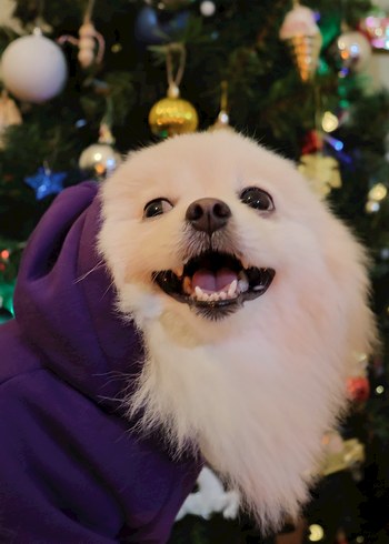 Mor Kapüşonlu Sokak Stili Köpek Kıyafeti - Görsel 6