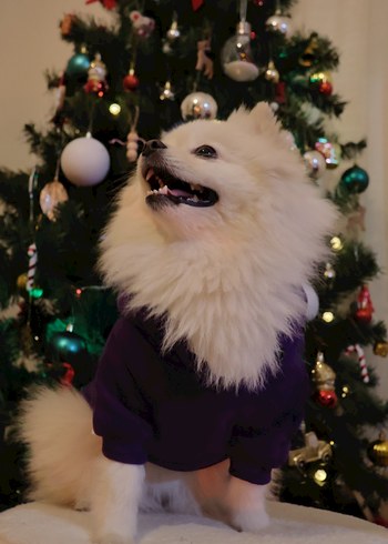 Mor Kapüşonlu Sokak Stili Köpek Kıyafeti - Görsel 7