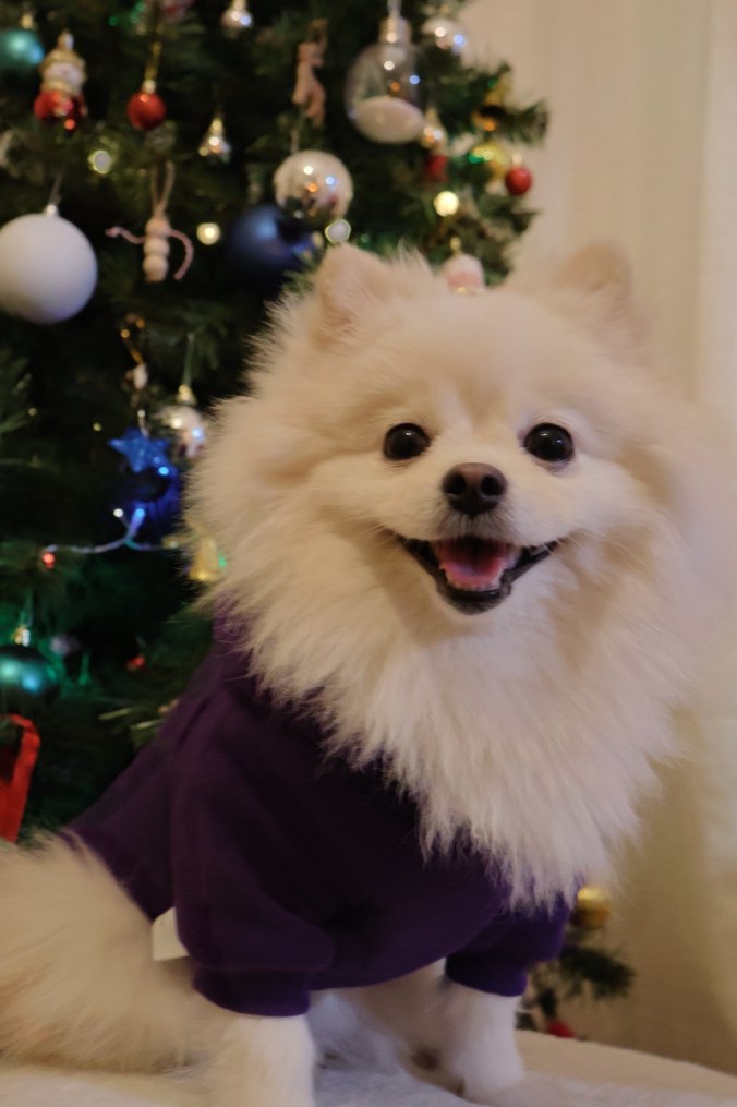 Mor Kapüşonlu Sokak Stili Köpek Kıyafeti - Görsel 3