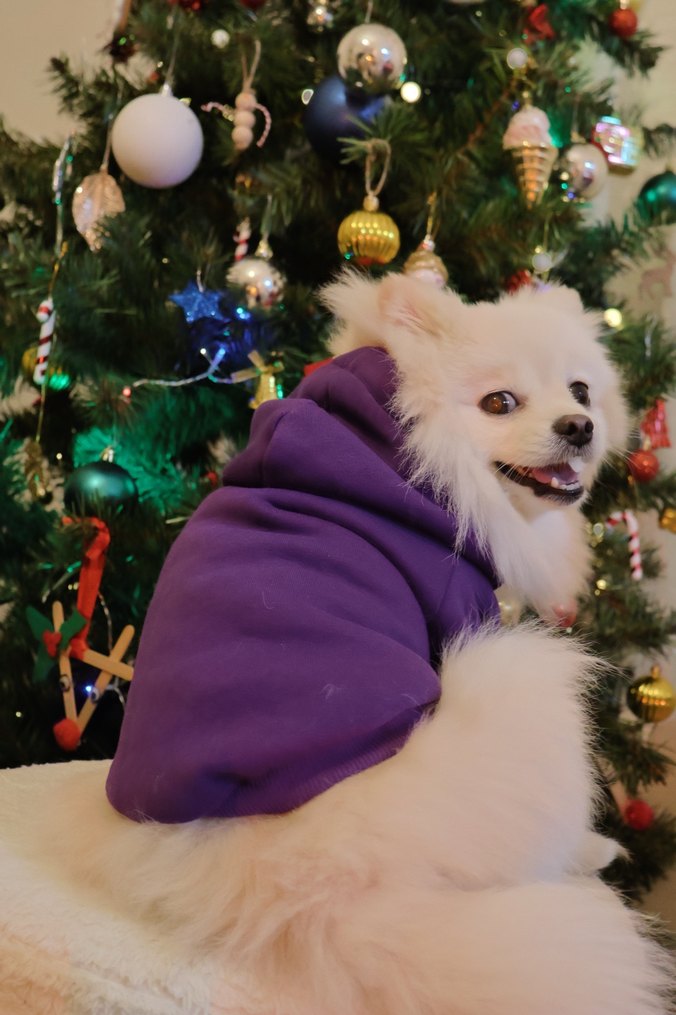 Mor Kapüşonlu Sokak Stili Köpek Kıyafeti - Görsel 5