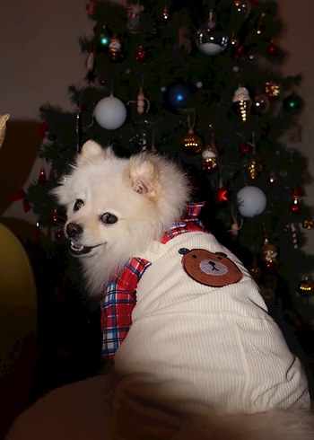 Gömlekli Tulum Köpek - Görsel 5