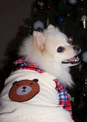 Gömlekli Tulum Köpek - Görsel 3